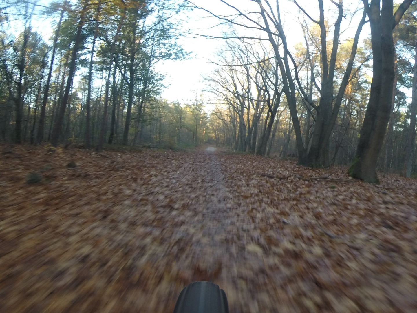 Swolse Bos Tocht