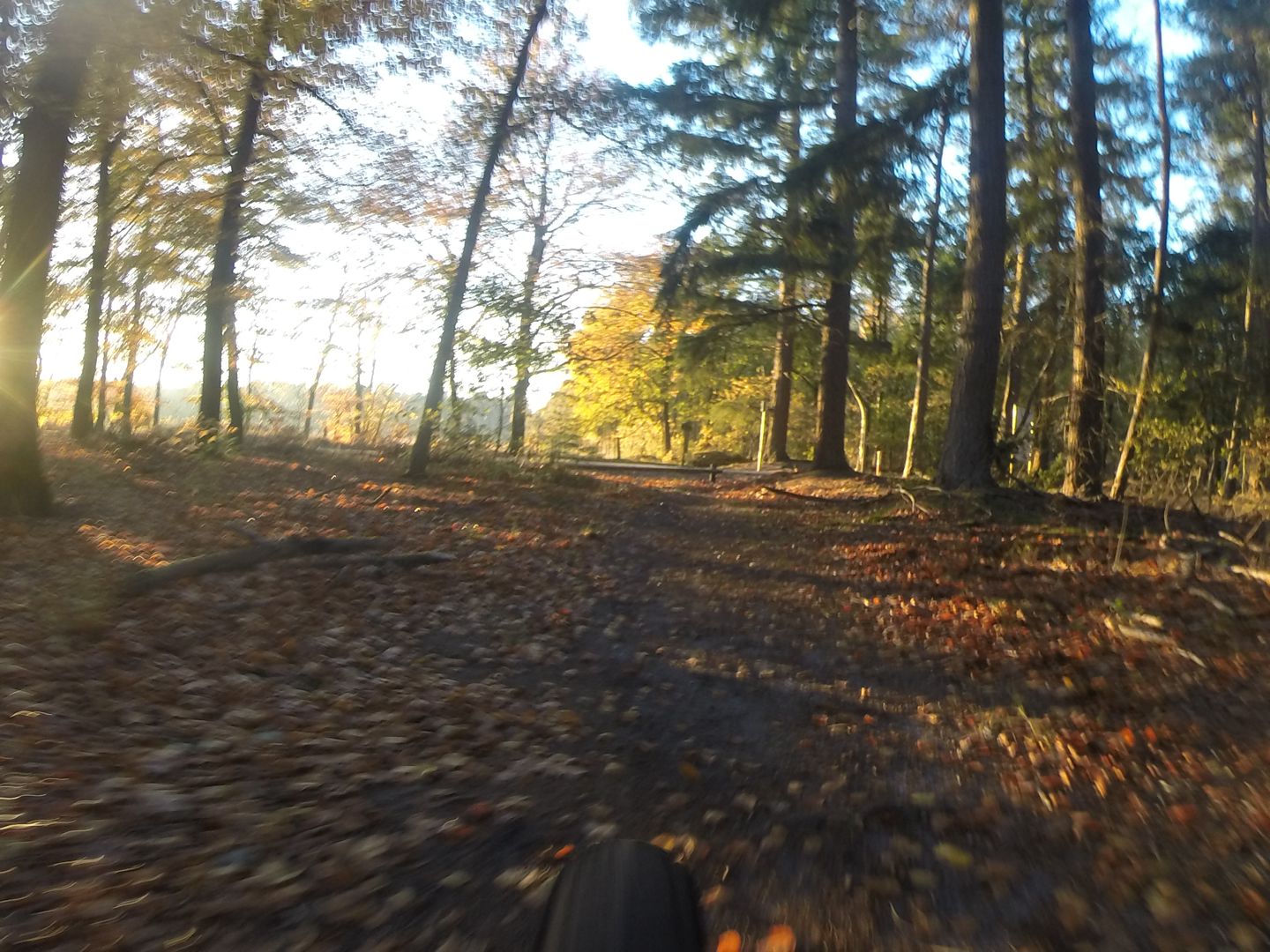 Swolse Bos Tocht