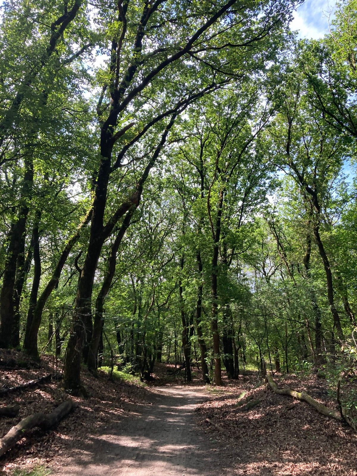 Kootwijks Mooiste Graveltocht 2026