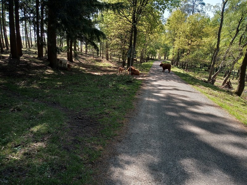 De Pedaleur Bikes MTB Montferlandtocht