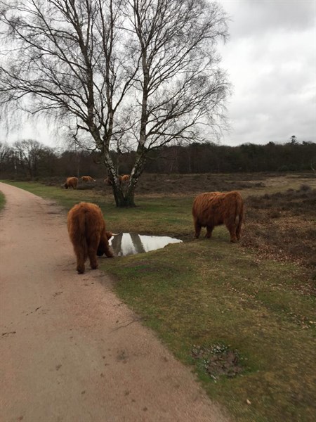 Gooische Strade Bianche 2020