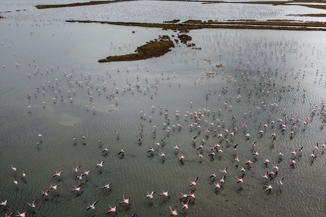 Delta de l'Ebre