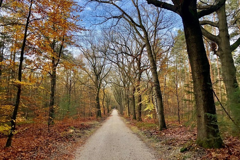 Gravelfeest op de Veluwe