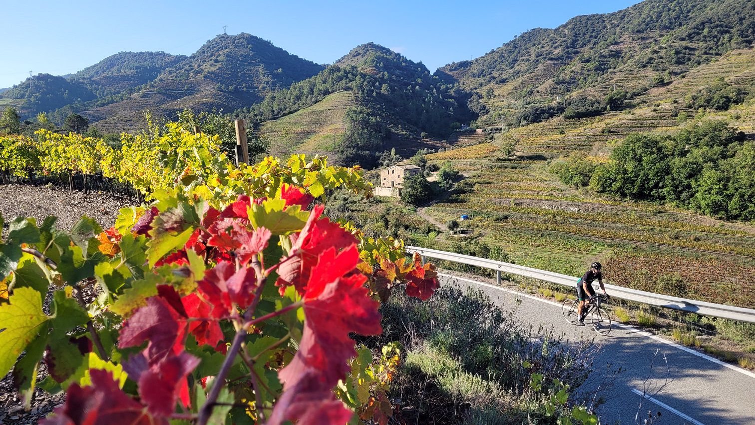 Door de Priorat wijngaarden