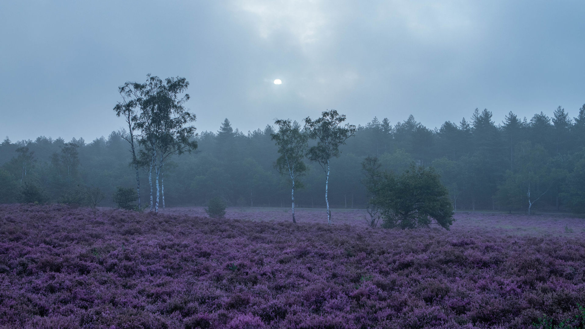 Gooi & Utrechtse Heuvelrug