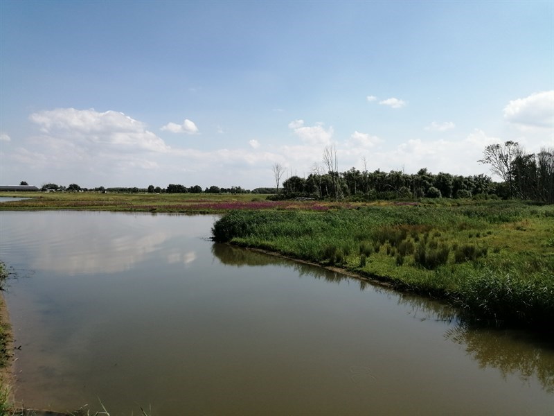 Biesbosch